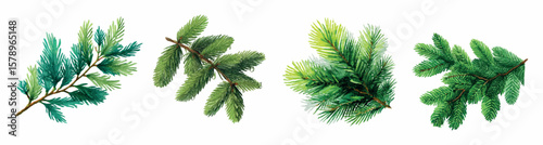 Set of watercolor fir tree branches. Branch of a Christmas tree with green needles on a white isolated background. Watercolor branch of a green coniferous tree. Winter, Christmas, New Year. 