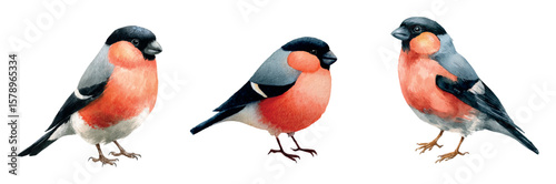 Watercolor set of bullfinches png. Winter birds with red and gray feathers watercolor. Watercolor animals for winter decoration. Elements for winter designs, Christmas, December, etc. 