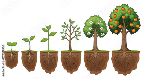 Growth Stages of a Tree A Visual Depiction of Development from Seedling to Fruiting Tree Illustration