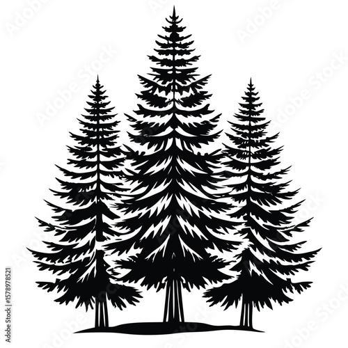 Tall evergreen trees silhouette pine forest