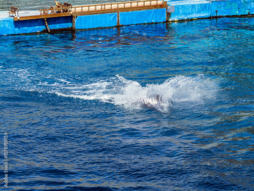 Fototapeta Naklejka Na Ścianę i Meble -  Baby dolphin jumps into water with splashes and waves at dolphinarium