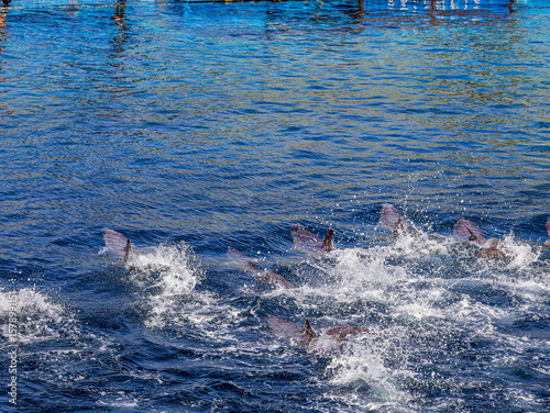 Many beautiful dolphins swim quickly in the water with splashes and waves in the dolphinarium