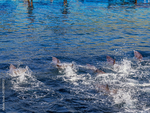 Many beautiful dolphins swim quickly underwater with splashes and waves of clear blue water of the dolphinarium