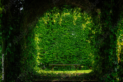 Fotografie A secluded bench sits under a leafy green archway, surrounded by dense foliage and a vibrant wall of ivy, creating a peaceful garden hideaway