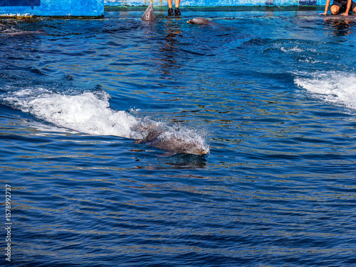 Two beautiful dolphins swim quickly underwater with splashes and waves of clear water
