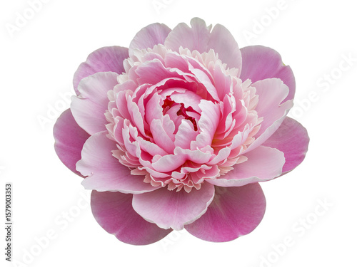 Delicate pink peony flower with layered petals isolated on transparent background