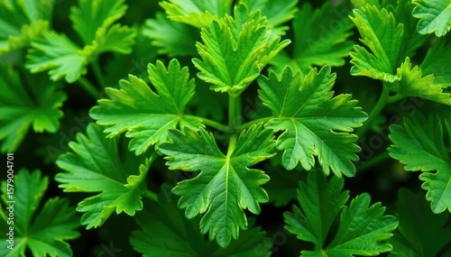 Close-up of parsley leaf arrangement, repeating motif , recipe, detail, organic