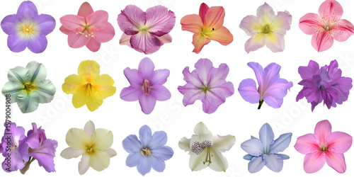 Colorful collection of various flower blossoms, isolated on white background.