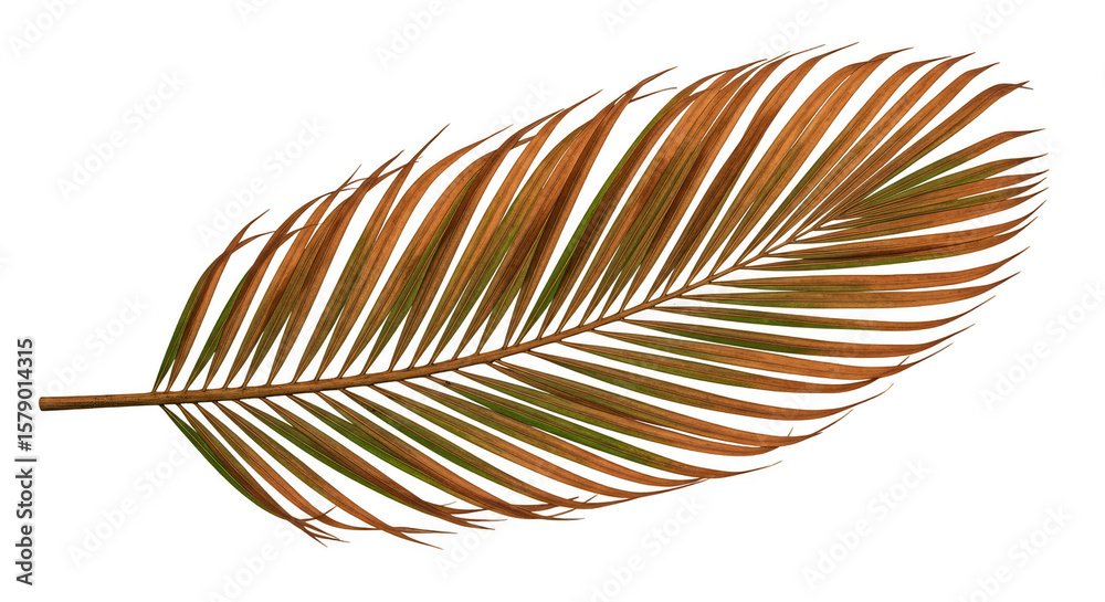 Fototapeta premium Isolated Tropical Leaf Transparent Background Botanical Flora Design