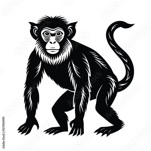 monkey white background vector illustraation