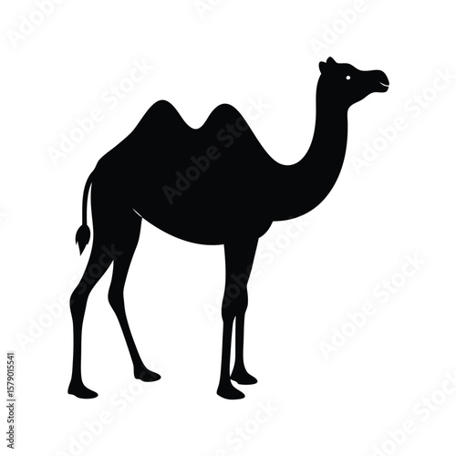 camel on white background vector illustration