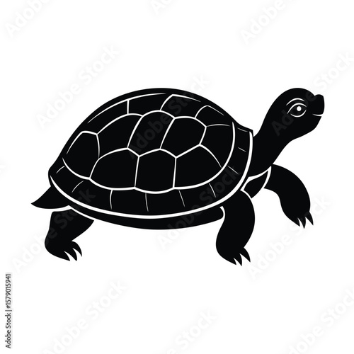 turtle vector illustration