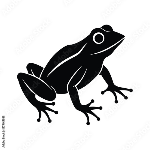 frog vector illustration