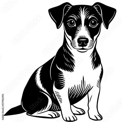 black and white dog