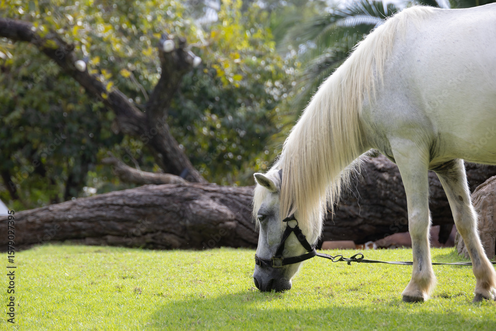 Obraz premium A majestic white stallion grazes peacefully in a lush green field. The horse is standing under a shady tree with palm trees in the background