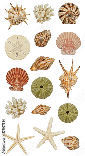 Shell Still Life Variety Sea Marine Life Isolated Background