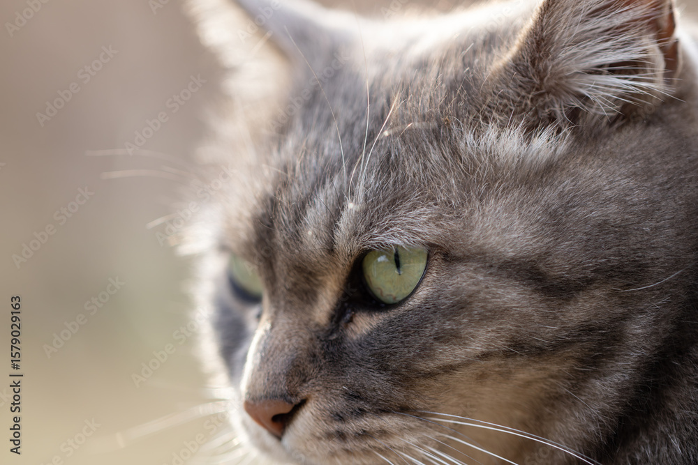 Obraz premium マクロレンズで撮影したどアップのサバトラ柄の野良猫