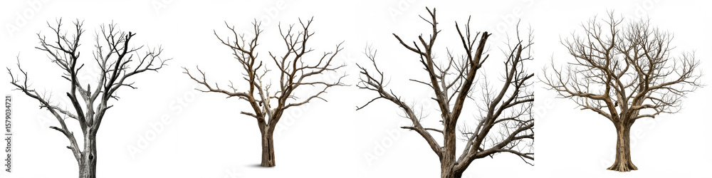 Obraz premium Bare Trees Winter Collection - Four detailed images of bare trees against a white background, perfect for winter themes, nature scenes, or design elements