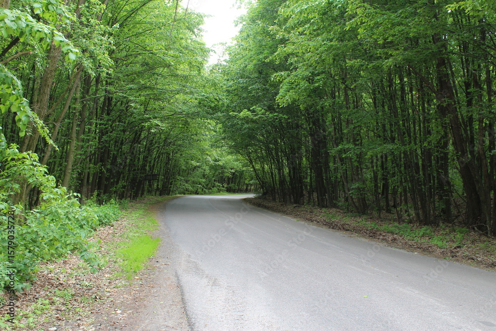 Fototapeta premium The paved road goes through a beautiful, green, deciduous, picturesque forest.