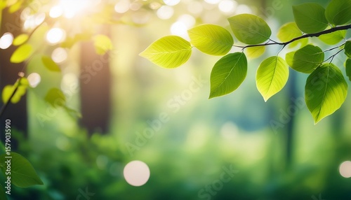 beautiful spring leaves with bokeh lights in the spring forest natural backgound for spring projects