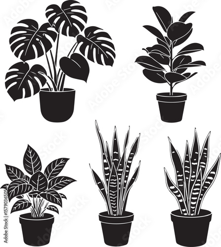 vector illustration of Houseplants – monstera, fiddle-leaf fig, snake plant 