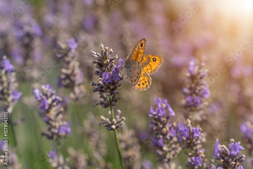 A colorful butterfly