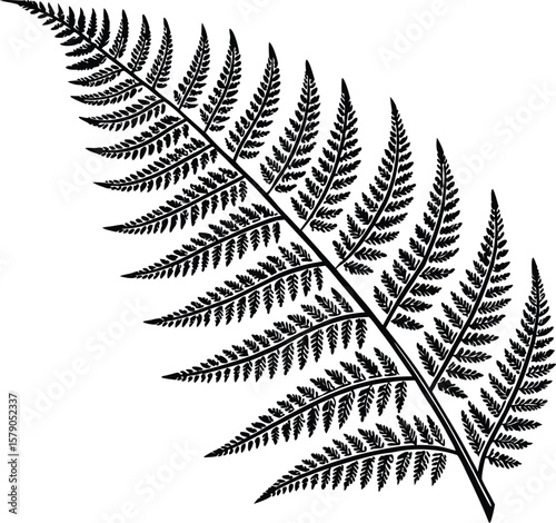 Graceful fern leaves with intricate frond patterns, isolated on black, evoke a sense of lush forest foliage and natural growth