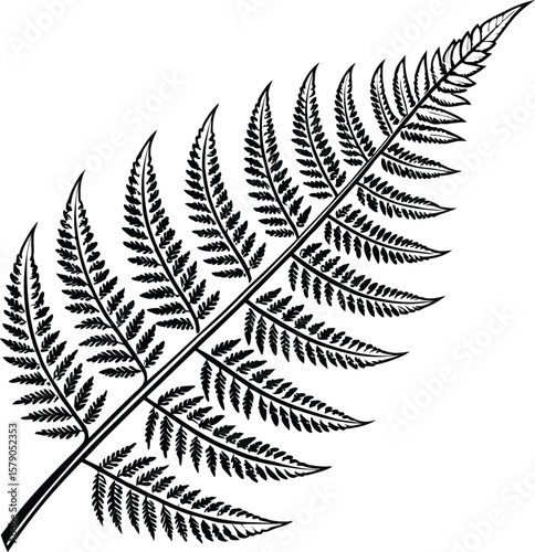 Green fern leaf frond foliage pattern isolated on a black background
