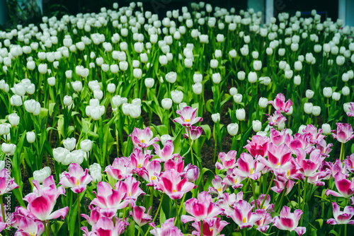 Spring madness. Bright and colorfull blossoming Tulip flowers in the sunny park. Vibrant Multicolored Tulip Field Displaying a Captivating Array of Blooming Flowers in a Sunny Spring Landscape