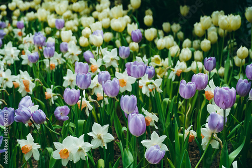 Spring madness. Bright and colorfull blossoming Tulip flowers in the sunny park. Vibrant Multicolored Tulip Field Displaying a Captivating Array of Blooming Flowers in a Sunny Spring Landscape