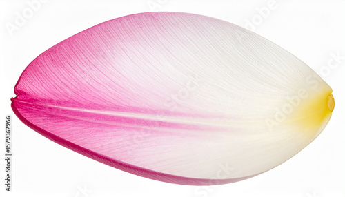 Delicate flower petal showcasing gradient of pink to white hues, with intricate veining and soft, smooth texture. This macro photograph captures beauty and elegance of nature design