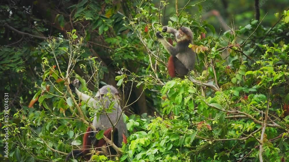 Red-shanked douc langur - Pygathrix nemaeus portrait of arboreal and diurnal Old World monkey endemic to Laos, Vietnam and Cambodia, folivorous and consume Acacia, Ficus. Beautiful colorful primate.