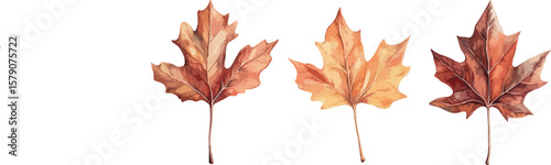 Watercolor Autumn Leaves Illustration with Orange and Brown Tones on White