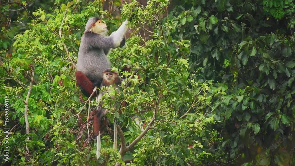 Red-shanked douc langur - Pygathrix nemaeus portrait of arboreal and diurnal Old World monkey endemic to Laos, Vietnam and Cambodia, folivorous and consume Acacia, Ficus. Beautiful colorful primate.