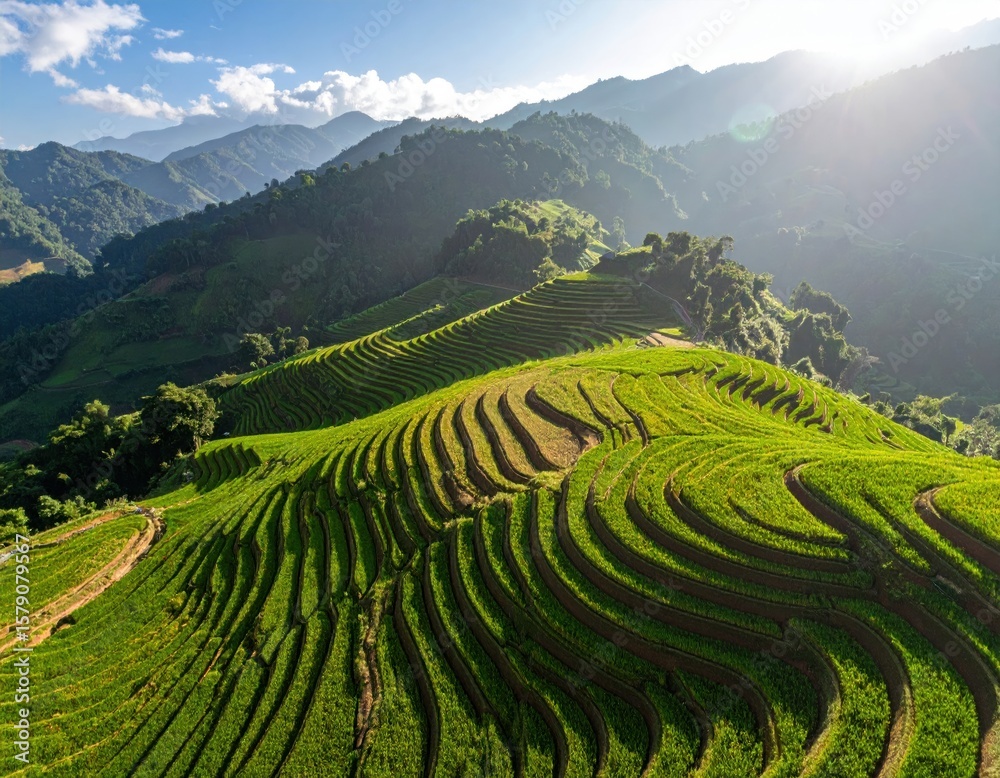 Fototapeta premium Lush Green Terraced Rice Fields Under Bright Sunlight with Mountain Backdrop (1)
