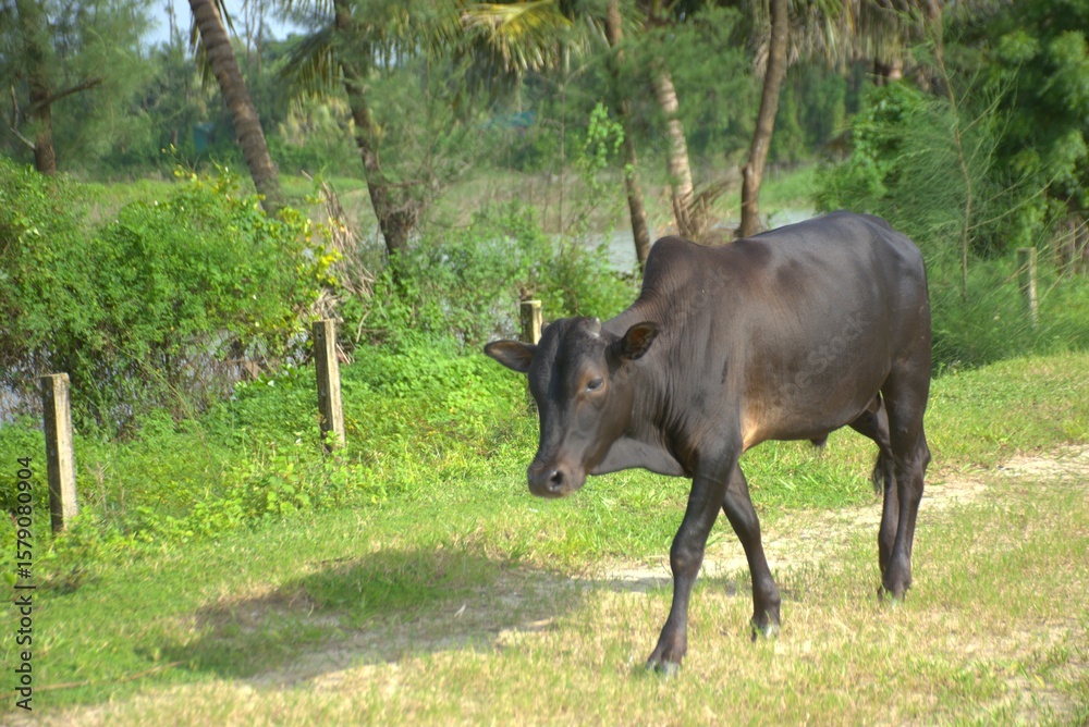 Fototapeta premium A black cow is walking on a grassy area with a rural fence background.
