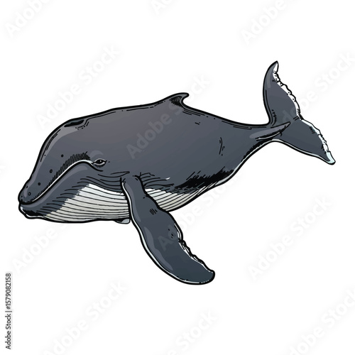 Illustrated Humpback Whale with Distinctive Black Outline and GrayWhite Gradient