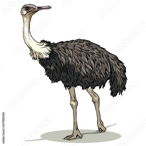 Illustrated Rhea Bird Profile Detailed Plumage and Long Neck