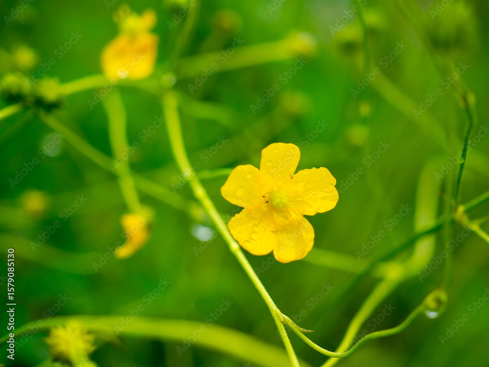 Fototapeta premium Delicate Yellow Buttercup Flower Blooming in Lush Green Meadow