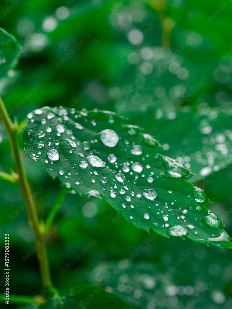 Close up of fresh green leaves covered in sparkling water droplets after a refreshing rain shower Close up of fresh green leaves covered in sparkling water droplets after a refreshing rain shower