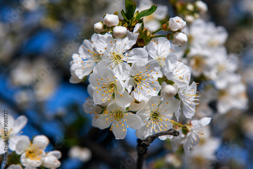 Close-up of lush cherry blossoms in spring, featuring delicate white petals, yellow stamens, and fresh green leaves illuminated by bright sunlight. Blue sky peeks through the blooming branches