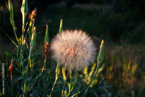 Close-up of Tragopogon porrifolius, also known as goatsbeard or common salsify, showing fluffy achenes and buds growing in a sunny meadow. The delicate seed heads resemble dandelions, catching the sun