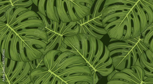 Dense Monstera Foliage A Lush Tropical Pattern with Detailed Veins and Fenestrations.