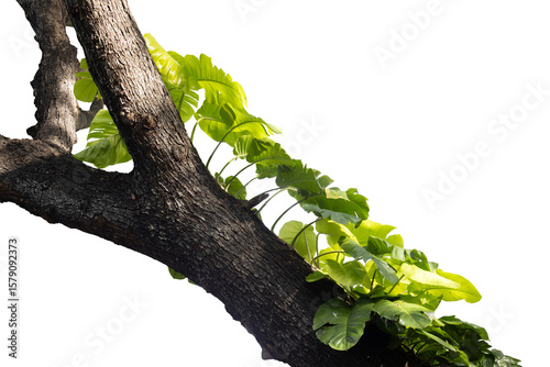ush tropical plants bush growing on the tree , transparency background