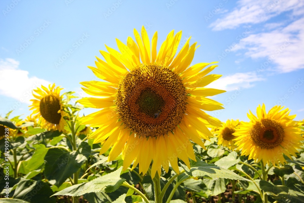 Obraz premium Sonnenblumen