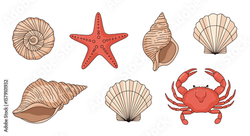 Collection of marine life including seashells starfish and crab