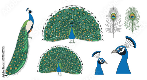 Beautiful peacock tail feather patterns and bird illustrations for design