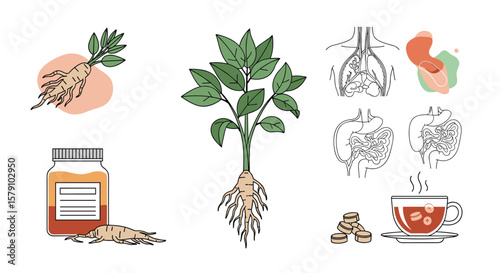 Herbal remedy preparation natural plant extract tincture and tea