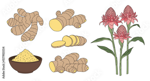 Fresh ginger root and ground ginger spice with flowering ginger plants