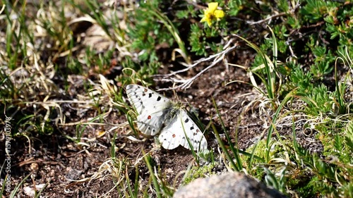 a rocky mountain parnassian apollo butterfly sits with wings outstretched on alpine tundra ground
